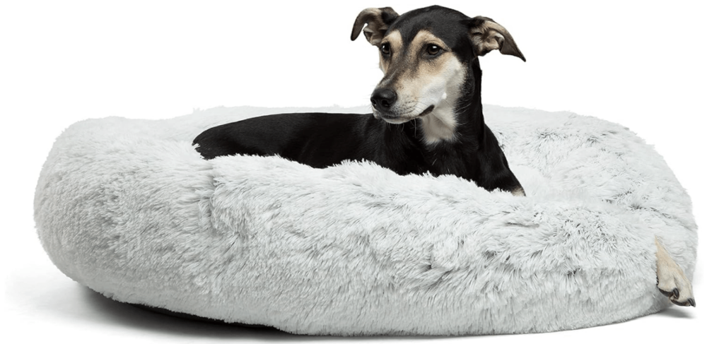 Dog on a donut bed